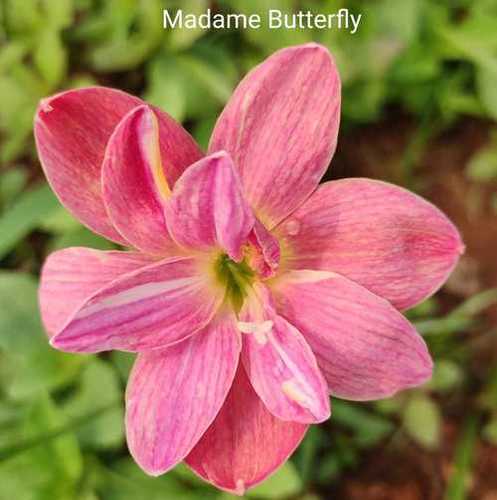 Pink Rain Lily Variety "Madame Butterfly"