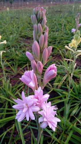 पिंक (गुलाबी) डबल पेटल ट्यूबरोज़ (रजनीगंधा) बल्ब उपलब्ध हैं शेल्फ लाइफ: देखभाल के वर्षों के अनुसार