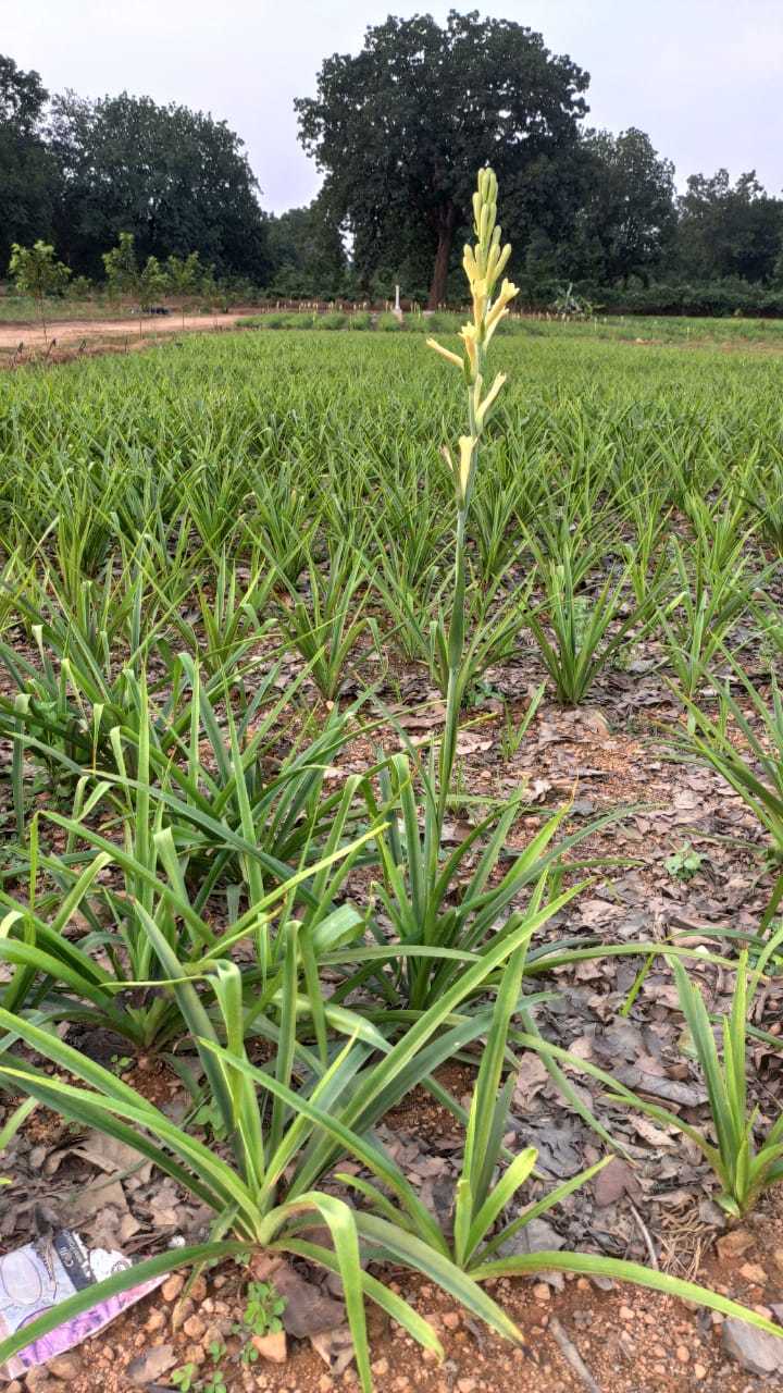 Scented Yellow Tuberose (Rajanigandha) Flower Bulbs - Ornamental Bulbous Plant, Yellow Flowers With Sweet Fragrance & Long Lasting Vase-life
