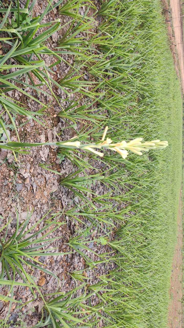 Scented Yellow Tuberose (Rajanigandha) Flower Bulbs - Ornamental Bulbous Plant, Yellow Flowers With Sweet Fragrance & Long Lasting Vase-life