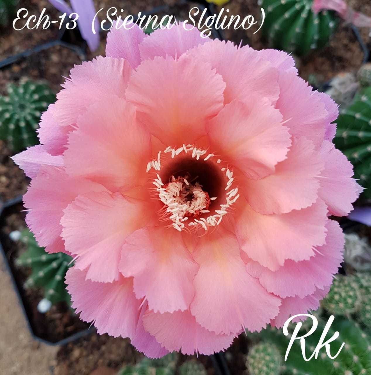 Cactus Variety Echinopsis With Flower - Fresh 3-4 Inches Multicolored Flowers | Densely Spined, Beautifully Hybridized Specimens