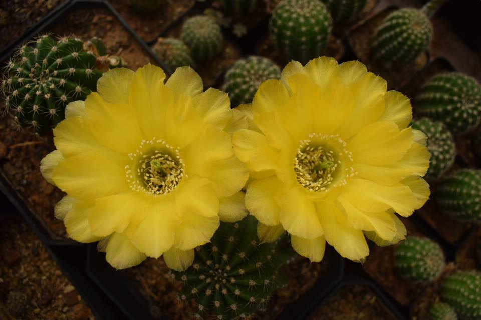 Cactus Variety Echinopsis With Flower - Fresh 3-4 Inches Multicolored Flowers | Densely Spined, Beautifully Hybridized Specimens