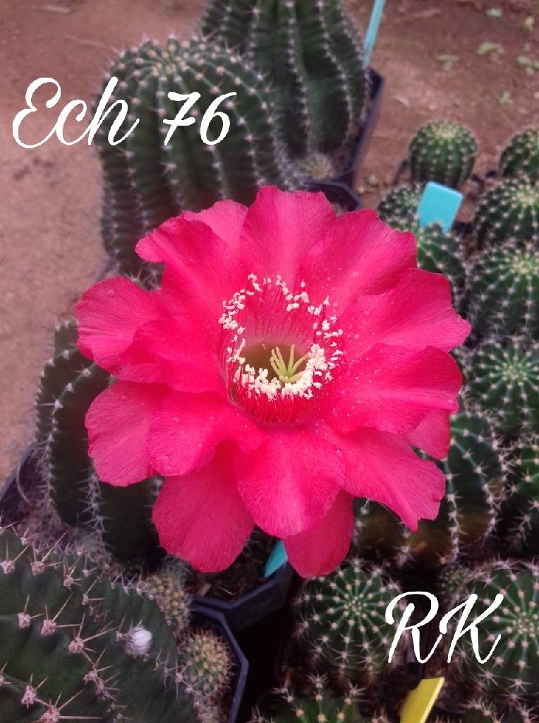 Cactus Variety Echinopsis With Flower - Fresh 3-4 Inches Multicolored Flowers | Densely Spined, Beautifully Hybridized Specimens