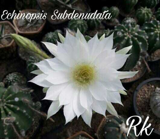 Cactus Variety Echinopsis With Flower - Fresh 3-4 Inches Multicolored Flowers | Densely Spined, Beautifully Hybridized Specimens