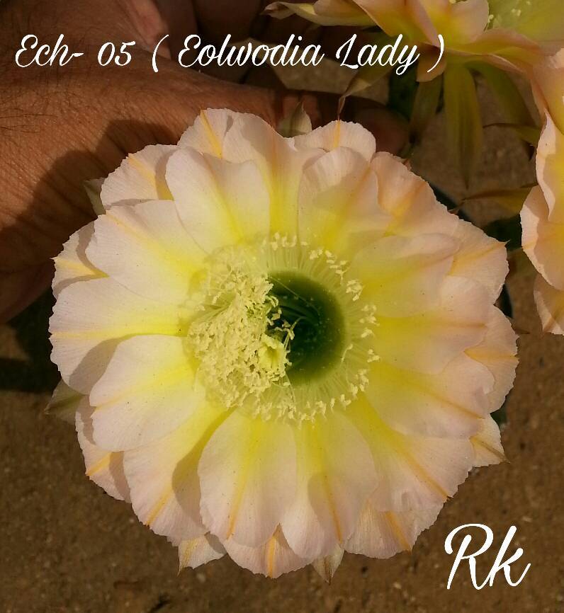 Cactus Variety Echinopsis With Flower - Fresh 3-4 Inches Multicolored Flowers | Densely Spined, Beautifully Hybridized Specimens