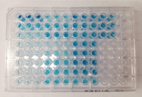 IL 6 HUMAN ELISA KIT