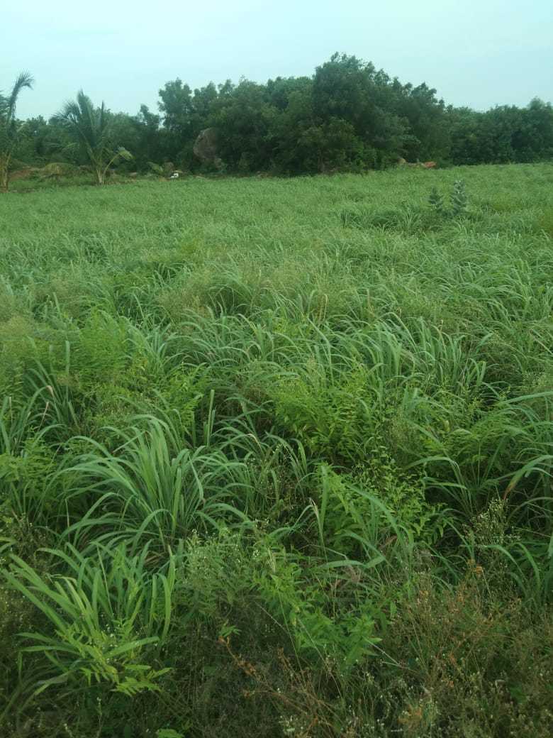 Citronella Oil - High Purity Liquid Essential Oil | 24 Months Shelf Life, Store In Dry Place