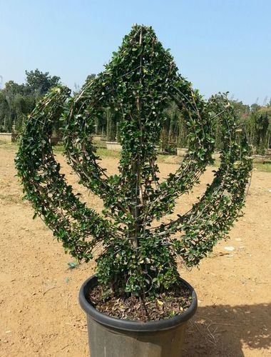 Holy Sikh Symbol Topiary With Pot Shelf Life: As Per Care Years