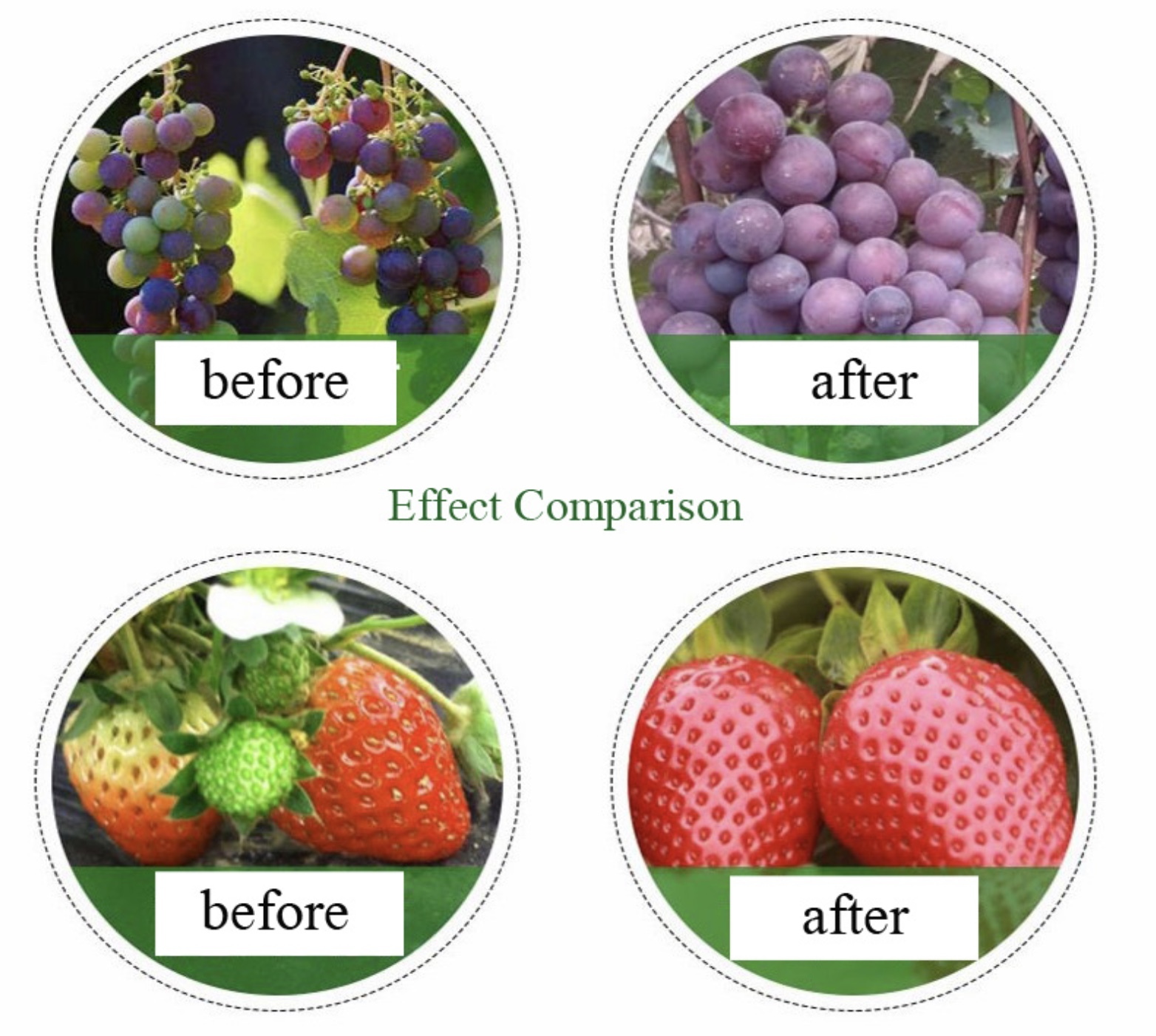 Imported Amino Acid Powder