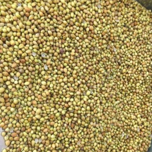 साबुत धनिया