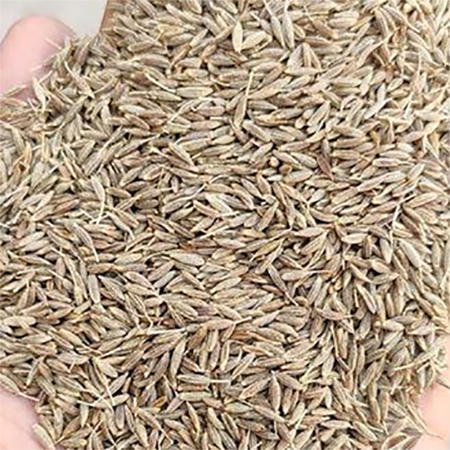 Cumin Seed