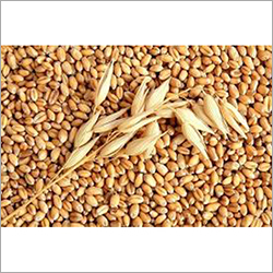 Fresh Wheat - 1000kg Bulk, Golden Color, 12% Moisture | High Protein, Rich Fiber, Natural Growth, Gluten-rich, Chemical-free