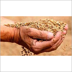 Fresh Wheat - 1000kg Bulk, Golden Color, 12% Moisture | High Protein, Rich Fiber, Natural Growth, Gluten-rich, Chemical-free
