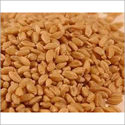 Fresh Wheat - 1000kg Bulk, Golden Color, 12% Moisture | High Protein, Rich Fiber, Natural Growth, Gluten-rich, Chemical-free