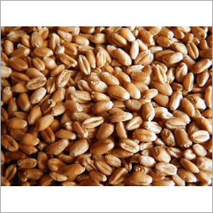 Fresh Wheat - 1000kg Bulk, Golden Color, 12% Moisture | High Protein, Rich Fiber, Natural Growth, Gluten-rich, Chemical-free