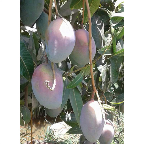 ऑर्गेनिक नेचुरल मैंगो