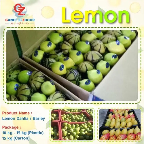 प्राकृतिक पीला नींबू डहलिया