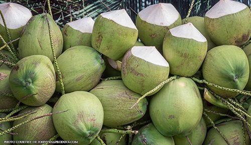 Fresh Coconut - Large A Grade Organic Whole Husk, 500 Gm In Gunny Bag (14.5 Kg) | Minimum Order 10 Pieces
