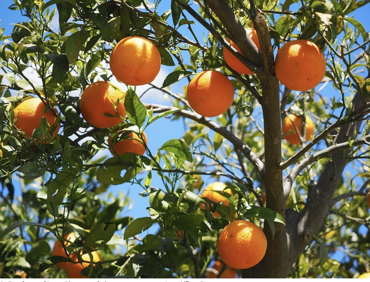Calcium Nitrate Fertilizer - Application: Agriculture