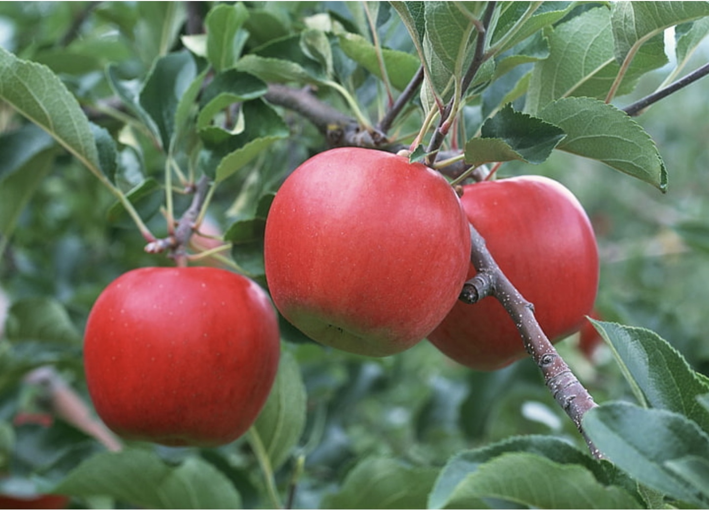 Calcium Nitrate Fertilizer - Application: Agriculture