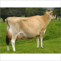 अधिक दूध देने वाली जर्सी गाय