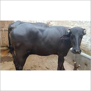उच्च दूध क्षमता वाली मुर्रा भैंस
