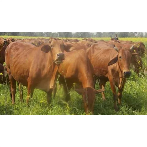 Indian Sahiwal Cow