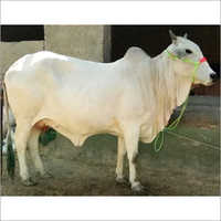 भारतीय थारपारकर गाय