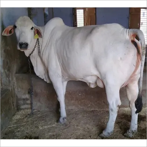 सफेद थारपारकर गाय
