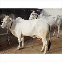 उच्च दूध क्षमता वाली थारपारकर गाय