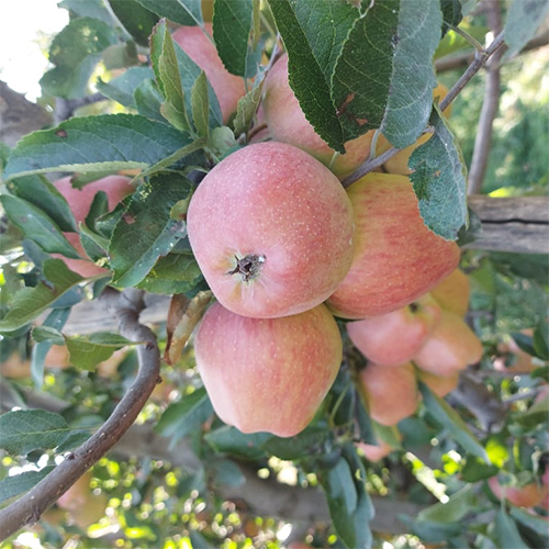 Fresh Apples