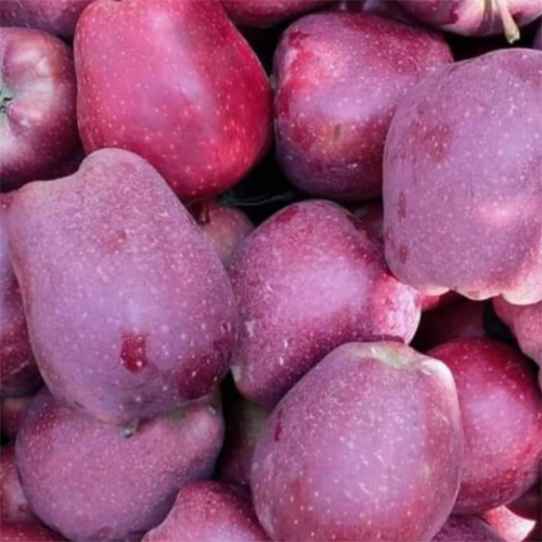 Fresh Apples