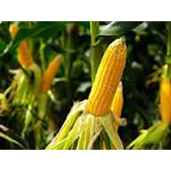 Maize Cone