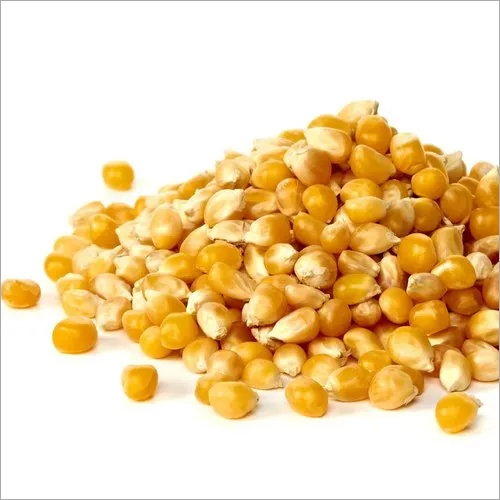 Corn Seeds - High Germination Rate, Small Round Yellow Seeds, Enhance Digestion and Skin Protection