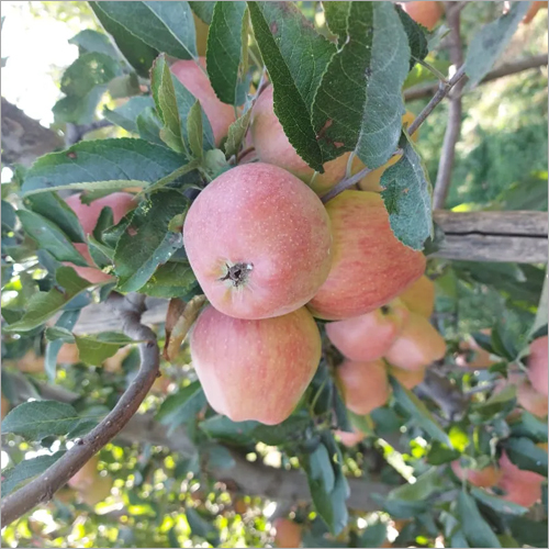 Fresh Apple - Red Delicious, 7-10 Cm Diameter, 150-250g Weight | Asthma Relief, Cancer Prevention, Diabetes Control, High Fiber, Skin Rejuvenation, Weight Loss