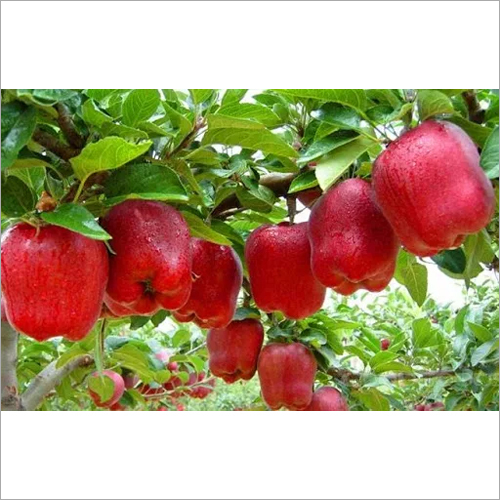 Fresh Apple - Red Delicious, 7-10 Cm Diameter, 150-250g Weight | Asthma Relief, Cancer Prevention, Diabetes Control, High Fiber, Skin Rejuvenation, Weight Loss