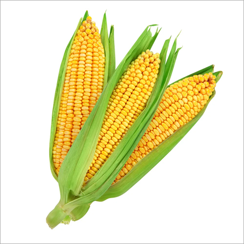 Fresh Yellow Corn - Medium Size, 100g Bulk Packaging | Natural, Delicious, Low Calorie, Cell Protection, Heart Health, Weight Management