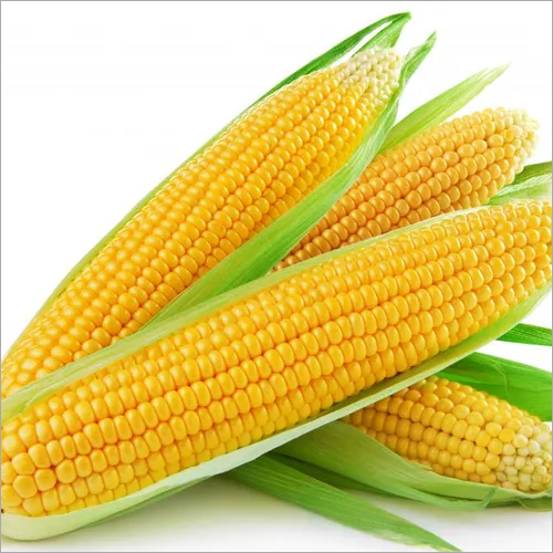 Fresh Yellow Corn - Medium Size, 100g Bulk Packaging | Natural, Delicious, Low Calorie, Cell Protection, Heart Health, Weight Management