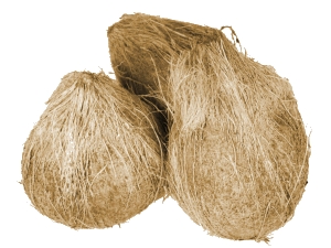 नारियल