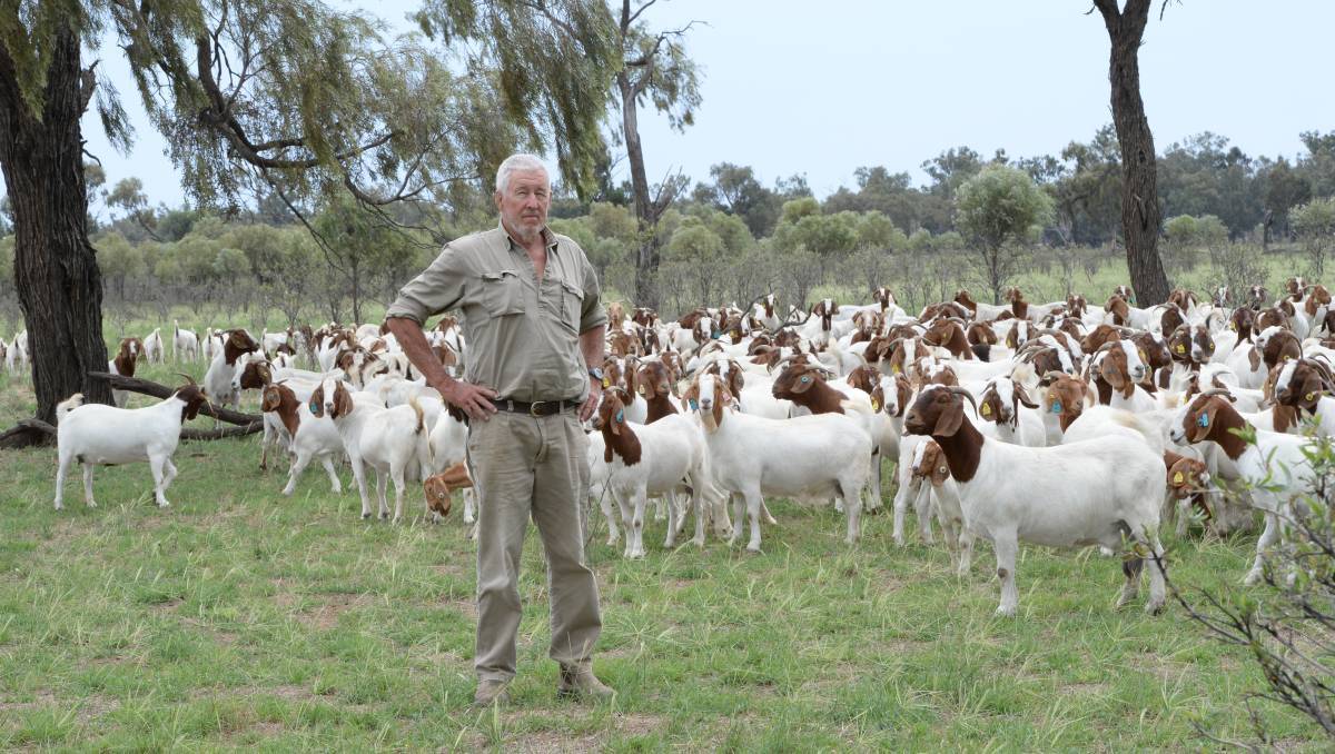 Pure Breed Live Boer Goats / 100% Full Blood Boer Goats