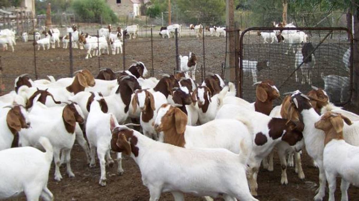 Pure Breed Live Boer Goats / 100% Full Blood Boer Goats