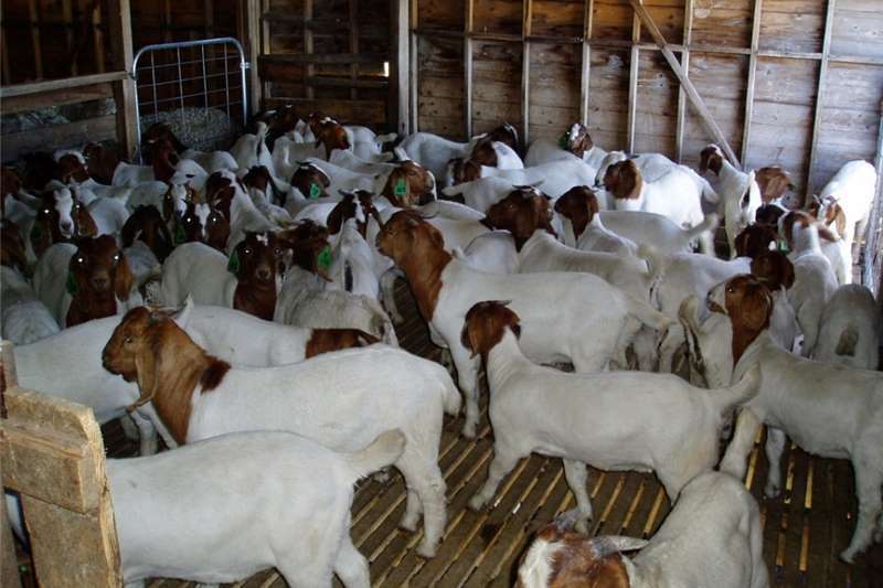 Pure Breed Live Boer Goats / 100% Full Blood Boer Goats