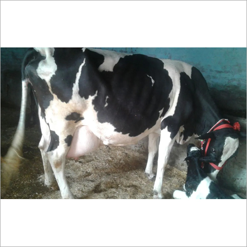 Hf Cow - Holstein Friesian Breed, Female, Outstanding Milk Production, Distinctive Color Markings, Hygienic Environment, Nutrient-rich Feed