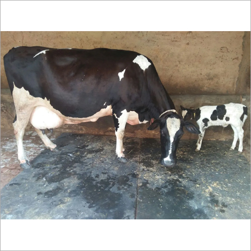 Hf Cow - Holstein Friesian Breed, Female, Outstanding Milk Production, Distinctive Color Markings, Hygienic Environment, Nutrient-rich Feed