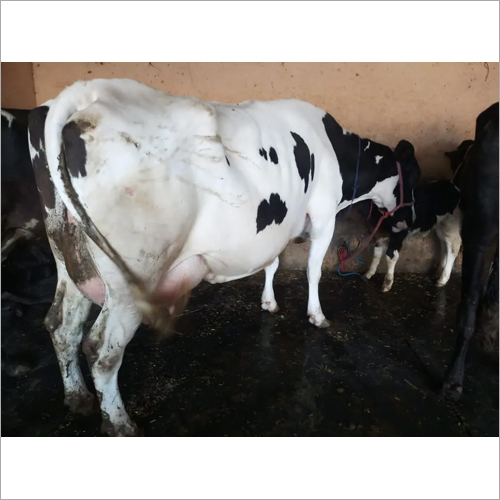 Hf Cow - Holstein Friesian Breed, Female, Outstanding Milk Production, Distinctive Color Markings, Hygienic Environment, Nutrient-rich Feed