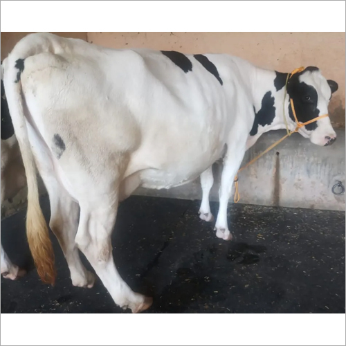 Hf Cow - Holstein Friesian Breed, Female, Outstanding Milk Production, Distinctive Color Markings, Hygienic Environment, Nutrient-rich Feed