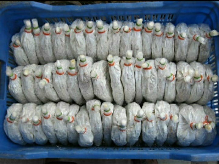 White Organic Ganoderma Mushroom Spawn
