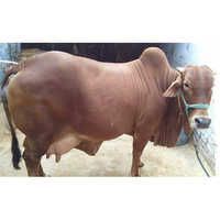 Pure Sahiwal Cow - Premium Dairy Breed | High Milk Yield, Nutrient-rich Feed