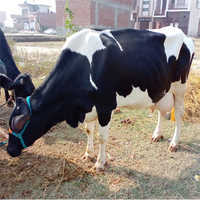 Pure Hf Cow