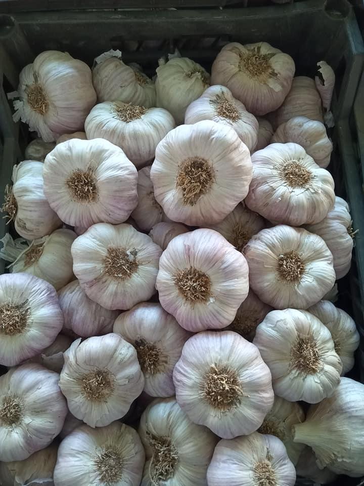 Dry Garlic Moisture (%): 100